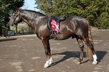 Hollybrooke Tinker